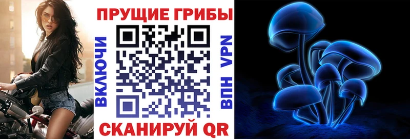 купить наркоту  Донской  Псилоцибиновые грибы Cubensis 